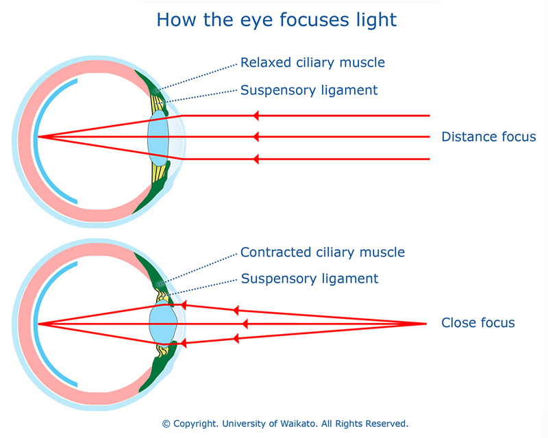 diagram illustrating how the eye focuses light. exhibit A shows an eye with a relaxed ciliary muscle for distance viewing. Exhibit B shows an eye with contracted ciliary muscles and a contracted lens for close distance viewing. 